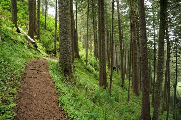 forest image